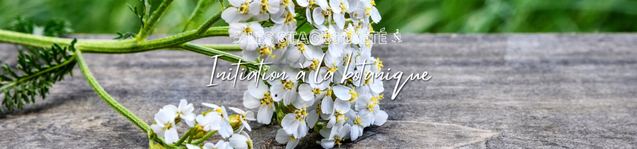Flyer botanique stages été (1280 x 300 px)