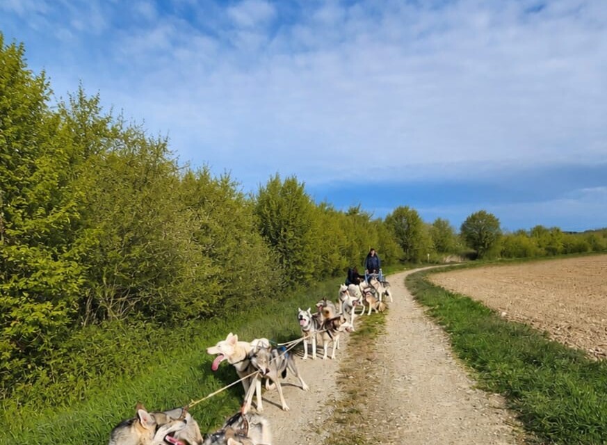 cani-kart