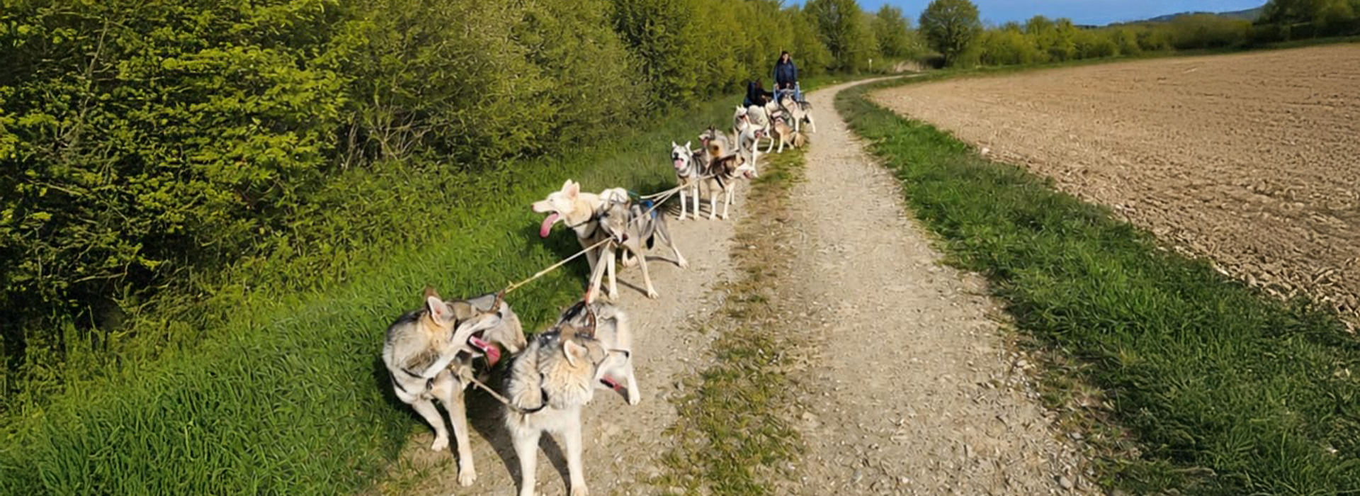 cover-cani-kart